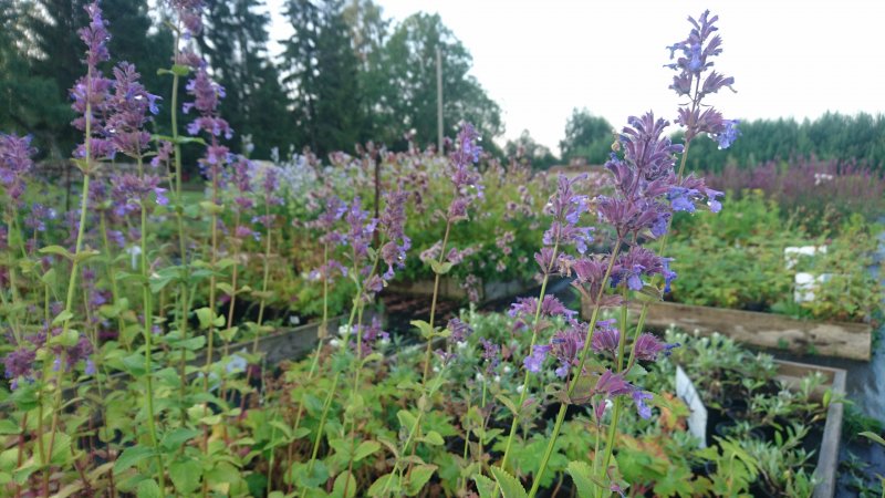 Nepeta grandiflora 'Pool Bank' Suureõieline naistenõges